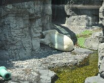 DSC_2022 Polar Bear escaping the sun and the heat -- Central Park Zoo, Manhattan, NYC -- 1 July 2012